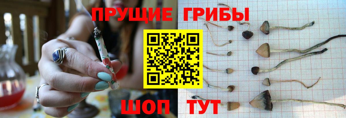 Сунжа  Галлюциногенные грибы Psilocybine cubensis  Вход с VPN 